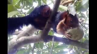 NilgiriMalabar Giant Squirrel [upl. by Sawyere20]