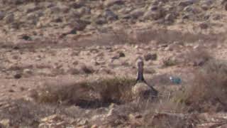 Houbara Bustard Tindaya Plain Fuerteventura Canary Islands Spain 6821 [upl. by Ariela]