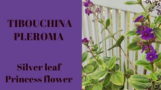 Silver Leaf Princess Flower Tibouchina  Pleroma Heteromallum  The Practical Gardener [upl. by Mochun727]