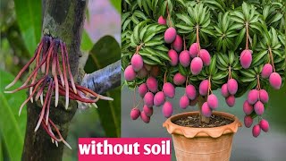 TECHNIQUE OF CLONING MANGO TREES TO STIMULATE QUICK GERMINATION USING THIS BRANCH CUTTING METHOD [upl. by Shih]