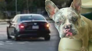 French Bulldog Stolen From Family Yard [upl. by Ener]