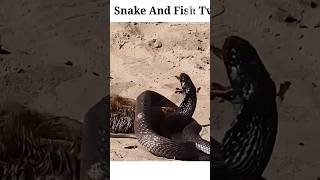 Snake Vs mongoose fight  Snake fight shorts kingcobra trending animals youtubeshorts [upl. by Yroger]