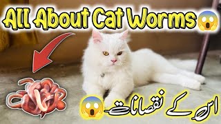 All About Cat Worms 🪱Everything You Need to Know About Worms in Cats  Symptoms of Cat Worms [upl. by Adniroc]