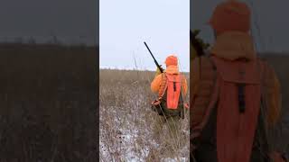 The Flush Season 13 Episode 8 Teaser  Iowa Pheasant Roadtrip hunting pheasant iowa birddog [upl. by Asilrak]