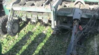 2011 Sugar Beet Harvest Stoutenburg Farmswmv [upl. by Anaigroeg149]