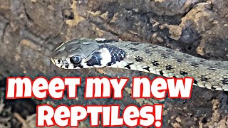 A BETTER LOOK AT THE NEW ANIMALS  SNAKE FEEDING  WESTBAY REPTILES [upl. by Gibbons]