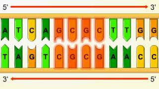 Palindromic sequences [upl. by Evoy]