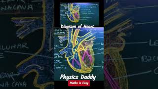 Human Heart Diagram Labelled Diagram of Human Heart Class 10 shorts youtubeshorts fun science [upl. by Darnoc]