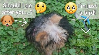 Yorkie Fun Part 30  Dog VS Bird [upl. by Bernarr]