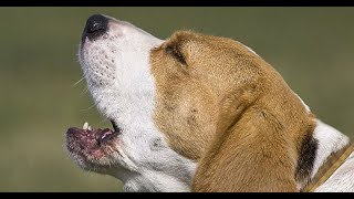 GUARANTEED TO MAKE YOUR DOG HOWL Sound Effect  Reaction [upl. by Illene]