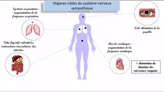 Le système nerveux autonome SNA [upl. by Heyman]