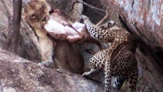 Lioness vs Leopard  Latest Sightings [upl. by Eissed]