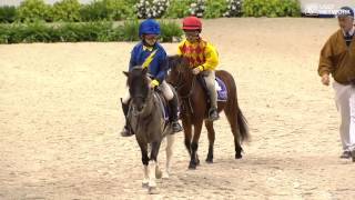 Shetland Pony Race [upl. by Nylatsyrc]