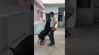 Rottweiler Daisy ne aate he kiss kr deya🚨⚠️owner reuniting 🥳‼️rottweiler viral shortvideo [upl. by Aerdnwahs]