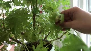 How to grow Indoor Citronella Plants and propagate them [upl. by Nnitsuj595]