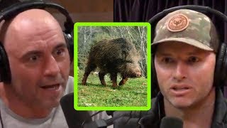 Adam Greentree Was Almost Killed by a Wild Hog  Joe Rogan [upl. by Weksler]