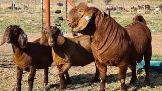 Production of Kalahari Reds Goats [upl. by Halden]