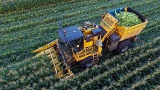 Sweet harvest  Oxbo 2475 corn picker  Organic sweet corn harvest 2017 [upl. by Dustie]