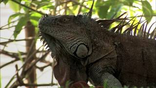 AGUAS TRANQUILAS  Documental Naturaleza HD 1080p  Grandes Documentales [upl. by Ahseinaj]