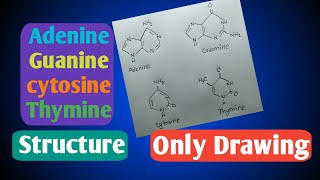 AdenineGuanineCytosineThymine structureHSC biology 1chupter3chemistry diagram [upl. by Kelwin]