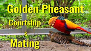 Golden Pheasants Courtship amp Mating [upl. by Bright28]