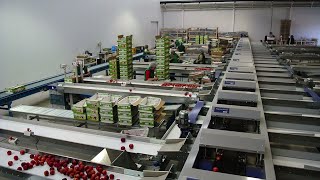 Linea di lavorazione e calibratura pesche nettarine  UNITEC [upl. by Euqinmod]