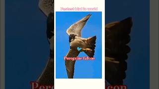 Fastest flying death bird 🐦youtubeexploreshortsfeedviral [upl. by Drawets]