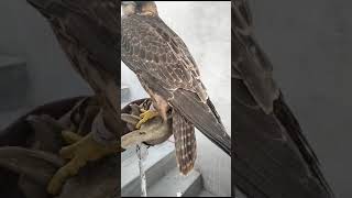 red napped shaheen falcon karachi [upl. by Udell]