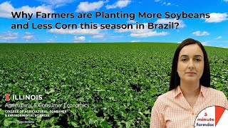 Why Farmers are Planting More Soybeans and Less Corn this Season in Brazil [upl. by Adnale]