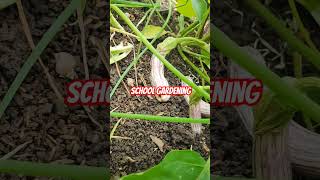 10Honesty Classroom Garden SchoolGardening ClassroomGardening reelsfb2024 contentcreator [upl. by Nylauqcaj]