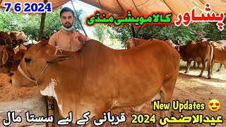 Peshawar Kala Maweshi Mandi New Updates 7 6 2024  Cow Mandi 2024  Munsif Khan Vlog [upl. by Yedarb]