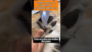 NÃO DEIXE SEU CACHORRO FICAR ESCORREGANDO POR AÍ pets adestramento memes cachorros cães caes [upl. by Carter]