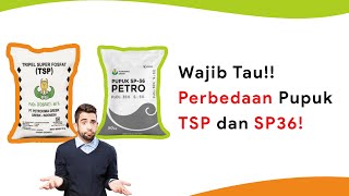 Perbedaan Pupuk TSP Dan SP36 Lebih Aman Mana [upl. by Jazmin]