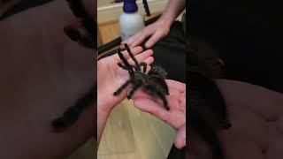 Pink Toe Tarantula Handling Fast and Jumpy [upl. by Erdei]