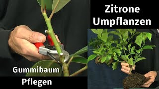 Gummibaum Steckling Pflege und Zitrone umpflanzen [upl. by Esom]