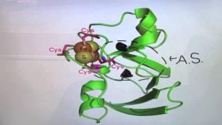 Ferredoxin [upl. by Ymmik]