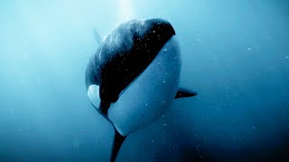 Orcas Kill But Not Just for Food  Bad Natured  BBC Earth [upl. by Nomae501]