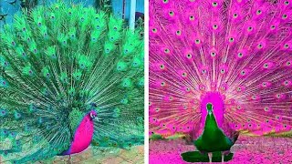 Watching Peacock dance  Colourful Peacocks dance  Peacock feathers open [upl. by Alderman]