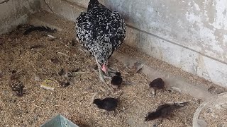 desi hen asil Heating eggs small kids aseel out of eggs Shedding Kids Mother Kids Enjoy and feed [upl. by Eddi]