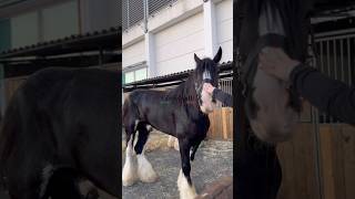 Fieracavalli Verona Recap  Equestrian Queen  equestrian horse equestrianvibes horsegirl [upl. by Haisa463]