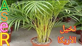 كيف يتم زراعه نخيل الاريكا وطرق العنايه بها Dypsis lutescens plant [upl. by Sane379]