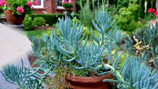 Senecio Mandraliscae Succulens Plant [upl. by Solitta]