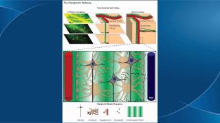 The Glymphatic System [upl. by Asial]