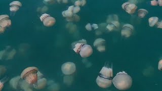 Giant swarm of jellyfish invades Italian port [upl. by Britte]