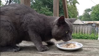 Feral Cat Eating Cooked Chicken [upl. by Agarhs]