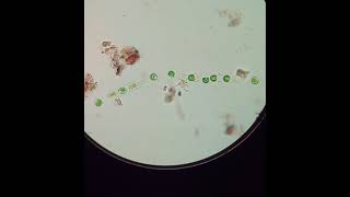 Microspora cells becoming flagellated Zoospores  5x speed [upl. by Lasonde]