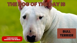 Bull terrier  the English [upl. by Ahsok]