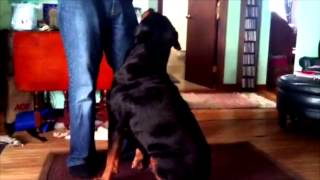 Homeopathic cure of paralyzed Rottweiler [upl. by Rohn]