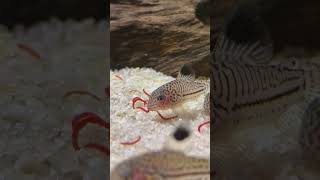 Corydoras catfish really enjoy bloodworms [upl. by Ennirak576]