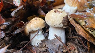 Empiezan a salir Boletus Edulis a 3 de Noviembre de 2023 [upl. by Romo]